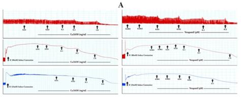Cucumis sativus L. Seeds Ameliorate Muscular Spasm-Induced ...