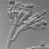 Describe the role of the fungus penicillium in the production of the ...