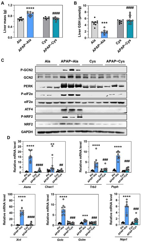 Activation of the eIF2α-ATF4 Pathway by Chronic Paracetamol Treatment ...
