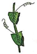 Different parts of a leaf are modified into tendrils which help ...