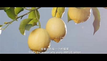安岳柠檬做了哪些推广 的图像结果