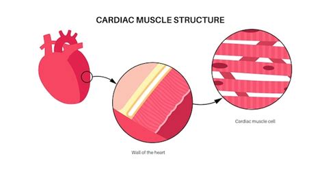 Image result for Cardiac Muscle Tissue Cells
