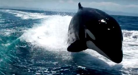 What These Killer Whales Did Is UNBELIEVABLE! My Heart Is Still Racing!