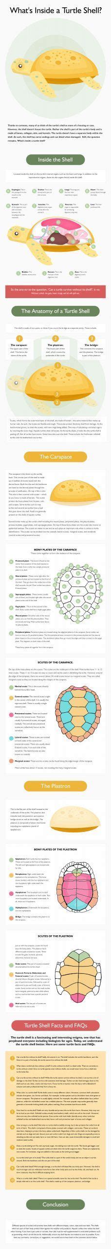 Image result for Turtle Shell Section