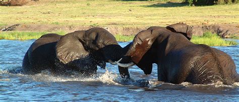 Kaziranga National Park Assam, Indien - Reise-Tipps für einen ...