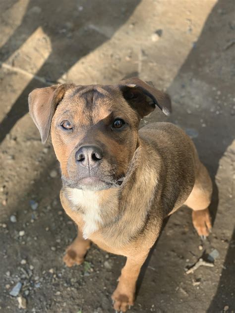 Pitbull Mix Rottweiler
