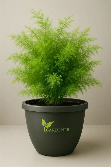 KOCHIA | ASPARAGUS | SUMMER PLANT | Gardener