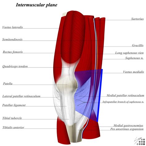 Anterior Medial Knee Pain