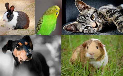 Image result for Pets Explained