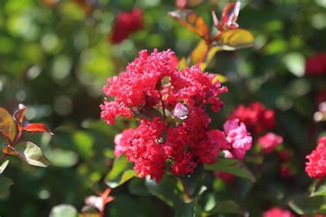Choosing the Right Crape Myrtle Variety for Your Garden - CHINESE EXPORTER