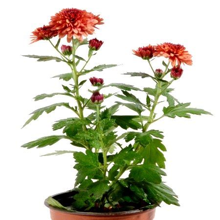 Buy Shevanti Plant Red - Chrysanthemum Plant online at best price