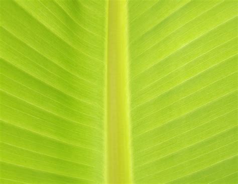 Senior Living Dining | Shelby Crossing | Shelby Township/Macomb, Michigan