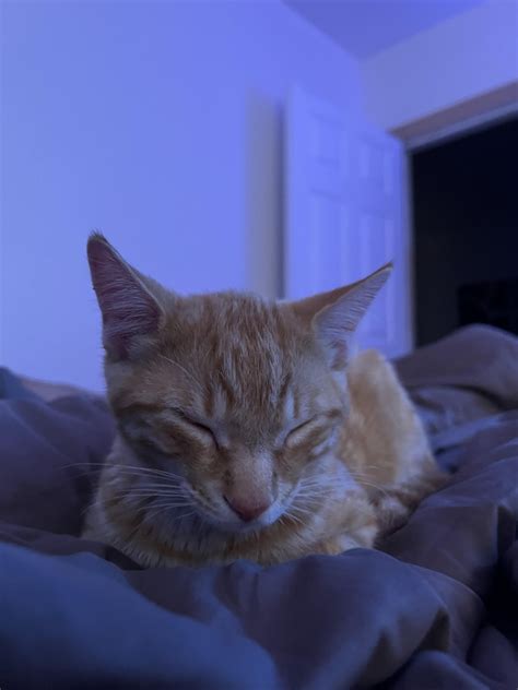 We need a little name for this male orange cat. Took him in yesterday ...