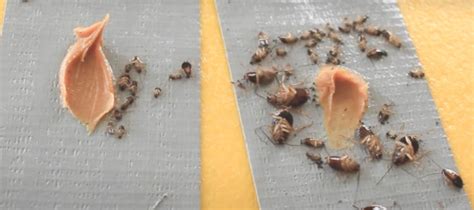 Image result for Cockroach Insert
