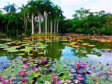 2020中科院西双版纳热带植物园-旅游攻略-门票-地址-问答-游记点评，西双版纳旅游旅游景点推荐-去哪儿攻略