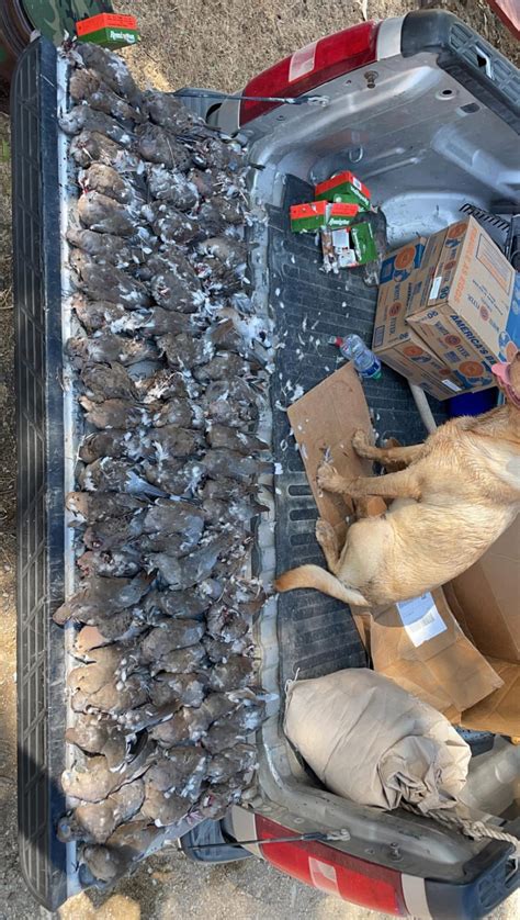 Texas dove hunt- Day hunt - Hunting Leases - HuntingLocator.com