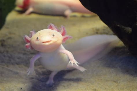 Is an Axolotl a Fish or an Amphibian? | Axolotl pet, Axolotl, Amphibians