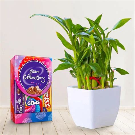 Buy Lucky Bamboo With Small Cadbury Pack Online - OyeGifts