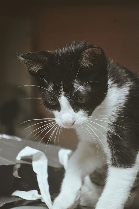 Image result for Alien Katze