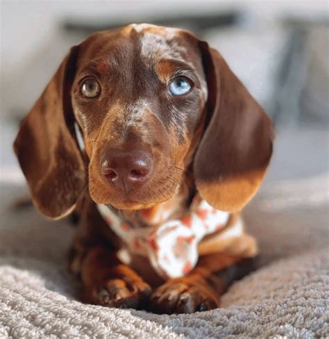 Blue Eyed Dachshund For Sale | All Dachshund