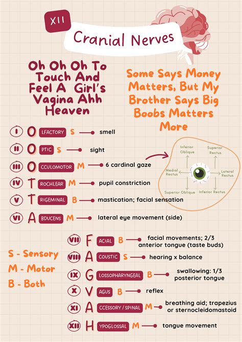 Cranial Nerves Mnemonic Cranial Nerves Mnemonic: Function, Labeled