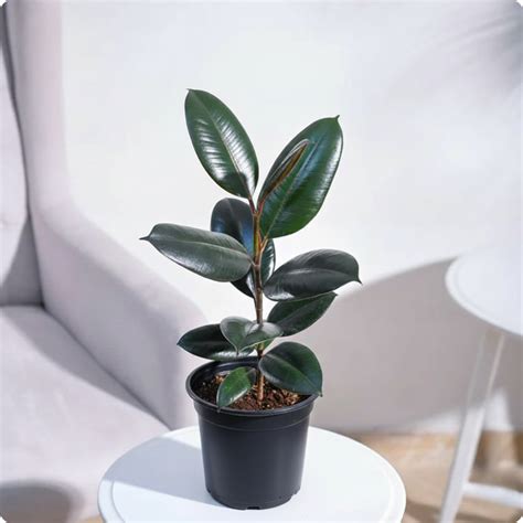 Rubber Plant – D Gardenz