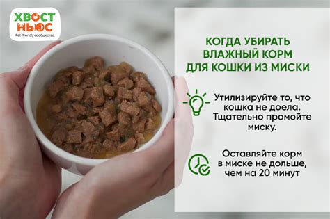 Как хранить влажный корм для кошек. Блиц интервью с ветврачом-диетологом
