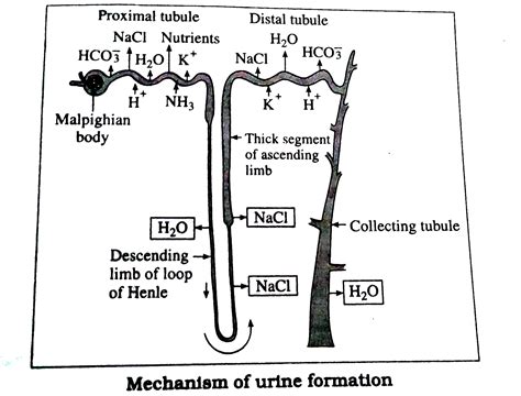 Describe the process of urine formation in kidneys.