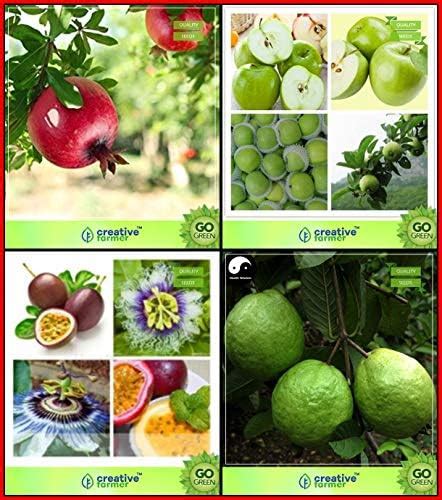 Creative Farmer Seeds With Instruction Combo Fruit : Pomagranate, Apple ...