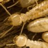 JS Pest Control | Termite & Real Estate Inspections | Las Vegas