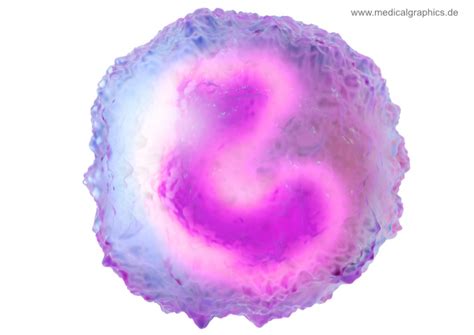 Image result for Monocyte