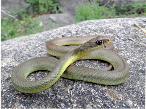 Western Yellow Bellied Racer