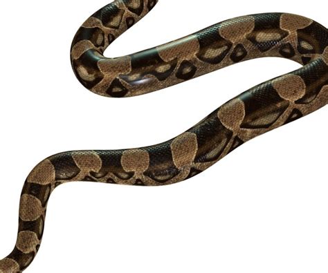 Biomorph Fractle Snaking Python Script 的图像结果