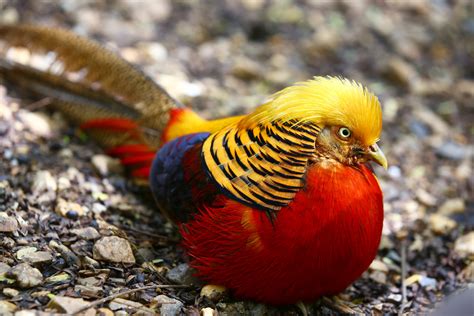 Golden Pheasant Male