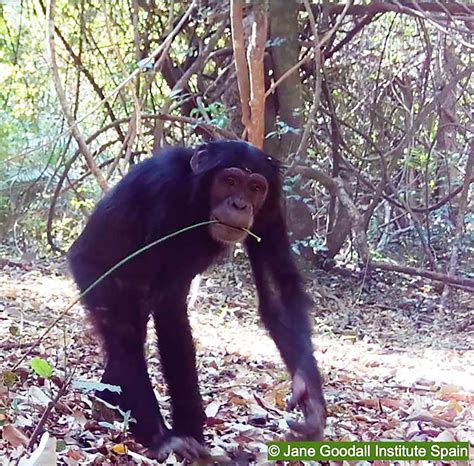 Image result for Chimpanzee Using Tools