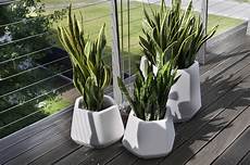 vasi per piante da esterno prezzi vaso da interno e giardino ops s nicoli vasi per piante da esterno prezzi vaso da interno e giardino ops s nicoli