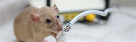 Strong Wave® Ultrasonic Sound Rat and Rodent Pest Repellent Machine use ...