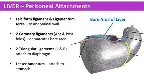 Abdomen Anatomy - Made Easy | PPTX