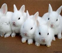 Image result for Baby Bunnies Images