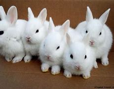 Image result for Baby Bunnies in Spring