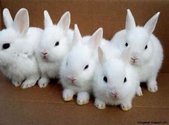 Image result for Cute White Baby Bunny