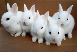 Image result for White Cute Bunny Breed