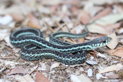 Northwestern Garter Snake Poisonous, Watchable Wildlife Red Spotted ...