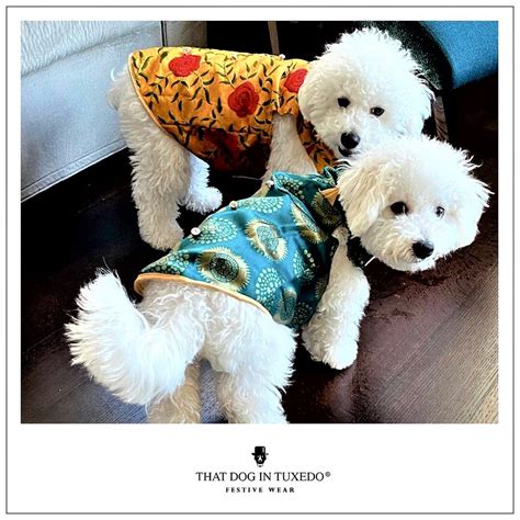 Should We Change Dog Clothing To Adornments So That It Includes Shoes ...