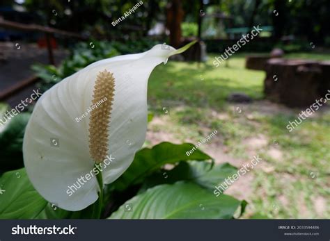 Phylum Of Hibiscus