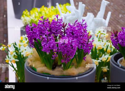 Purple fresh violet and yellow hyacinth flowers Stock Photo - Alamy