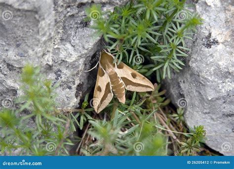 Elephant Hawk Moth in Grass between Rocks Stock Photo - Image of shape ...