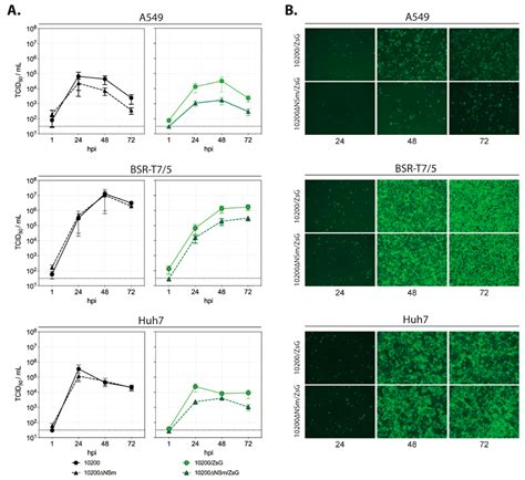 The Crimean-Congo Hemorrhagic Fever Virus NSm Protein Is Dispensable ...