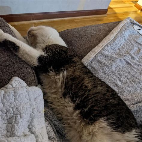 Soft Kitty, Warm Kitty, Little Ball of Fur. Happy Kitty, Sleepy Kitty ...