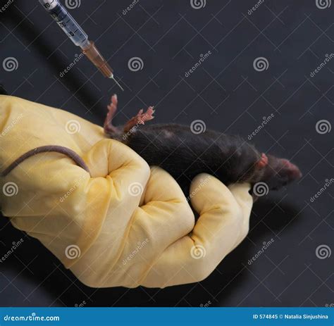 Image result for Intraperitoneal Injection Animals